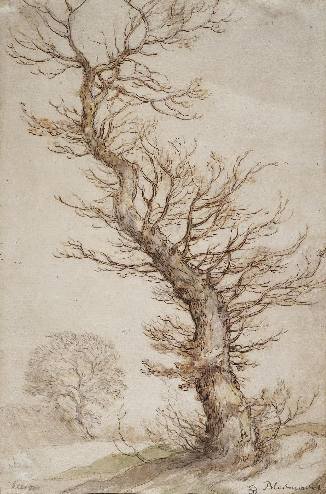 Абрахам Блумарт. "Этюд дерева". 1590-е. Эрмитаж, Санкт-Петербург.