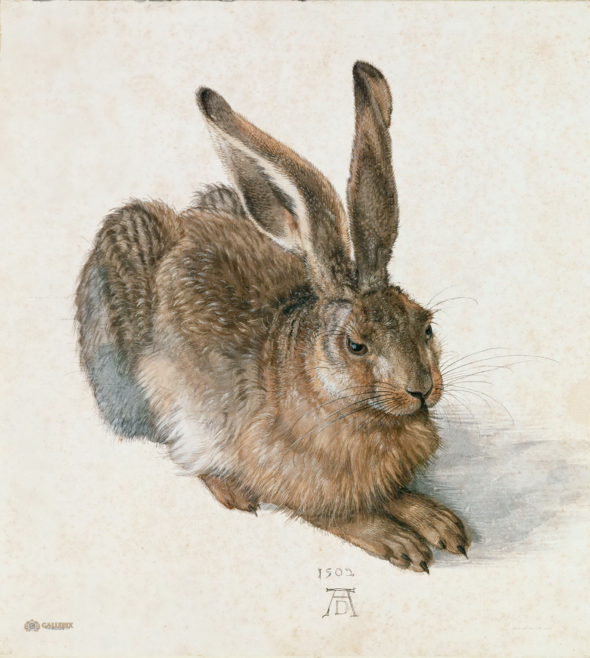 Альбрехт Дюрер. "Молодой заяц". 1502. Музей графического искусства Альбертина, Вена.