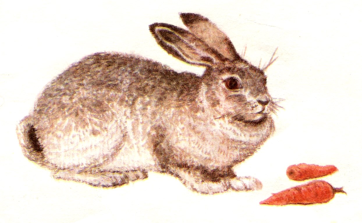 И. Акимушкин. "Чем кролик на зайца не похож". Иллюстрации С. Куприянова.-13