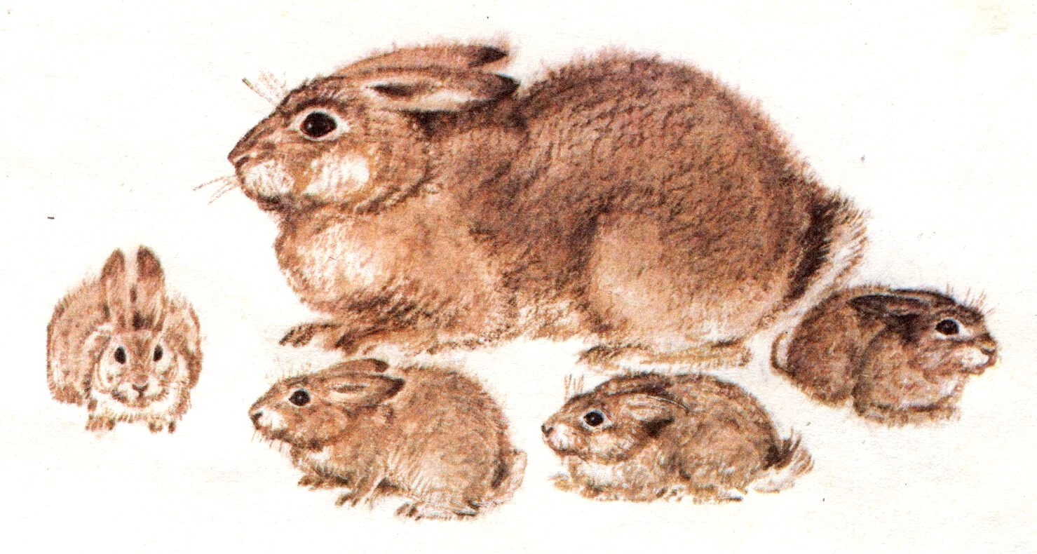 И. Акимушкин. "Чем кролик на зайца не похож". Иллюстрации С. Куприянова.-3