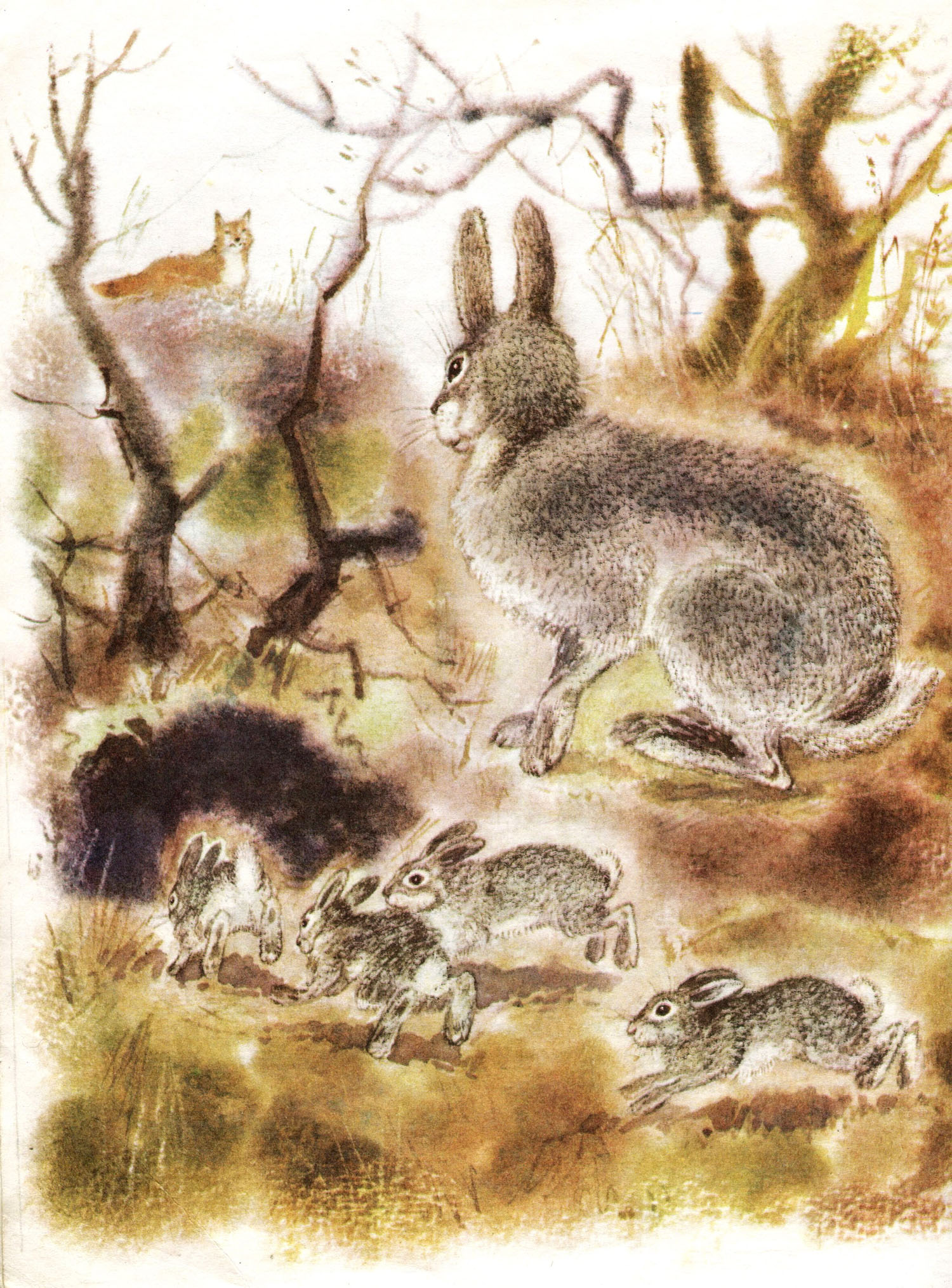 И. Акимушкин. "Чем кролик на зайца не похож". Иллюстрации С. Куприянова.