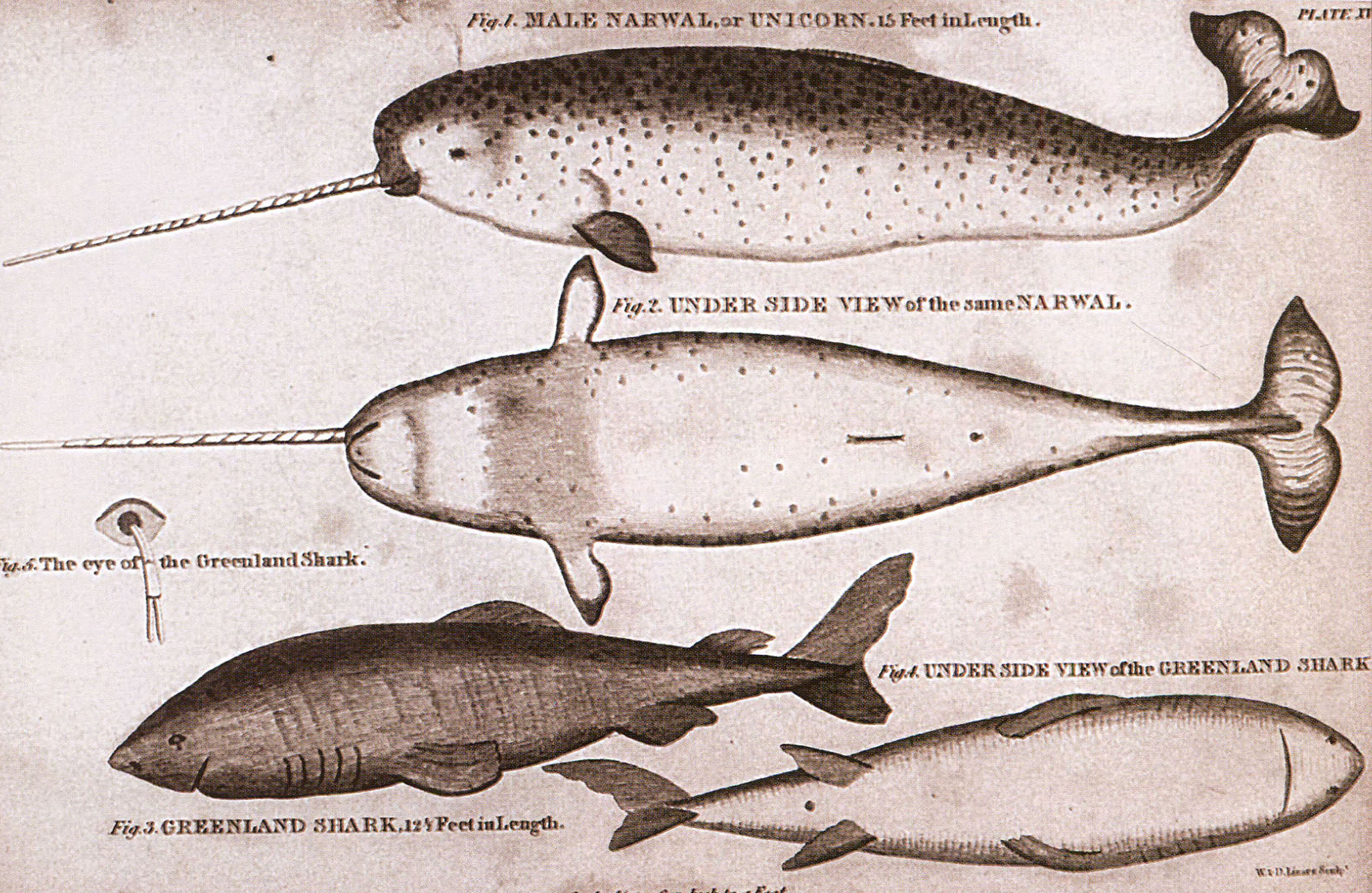 "Нарвал и гренландская акула". 1820.