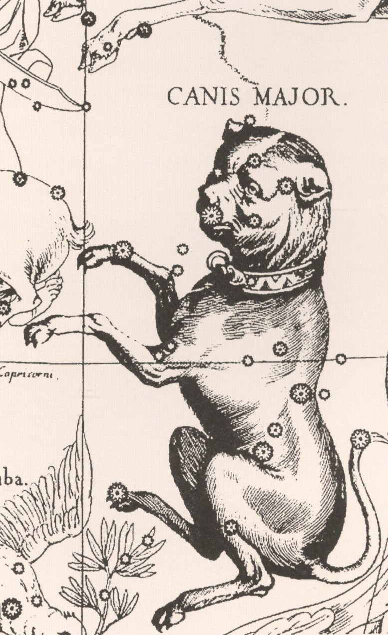 "Созвездие Большого Пса". Из "Атласа созвездий" ("Уранографии" Яна Гевелия. 1690.