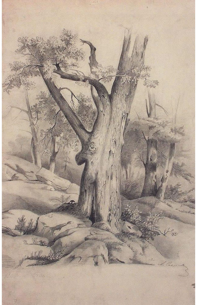 Алексей Кондратьевич Саврасов. "Дуб". 1850-е.