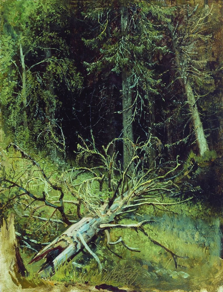 Иван Шишкин. В еловом лесу. 1870-е.