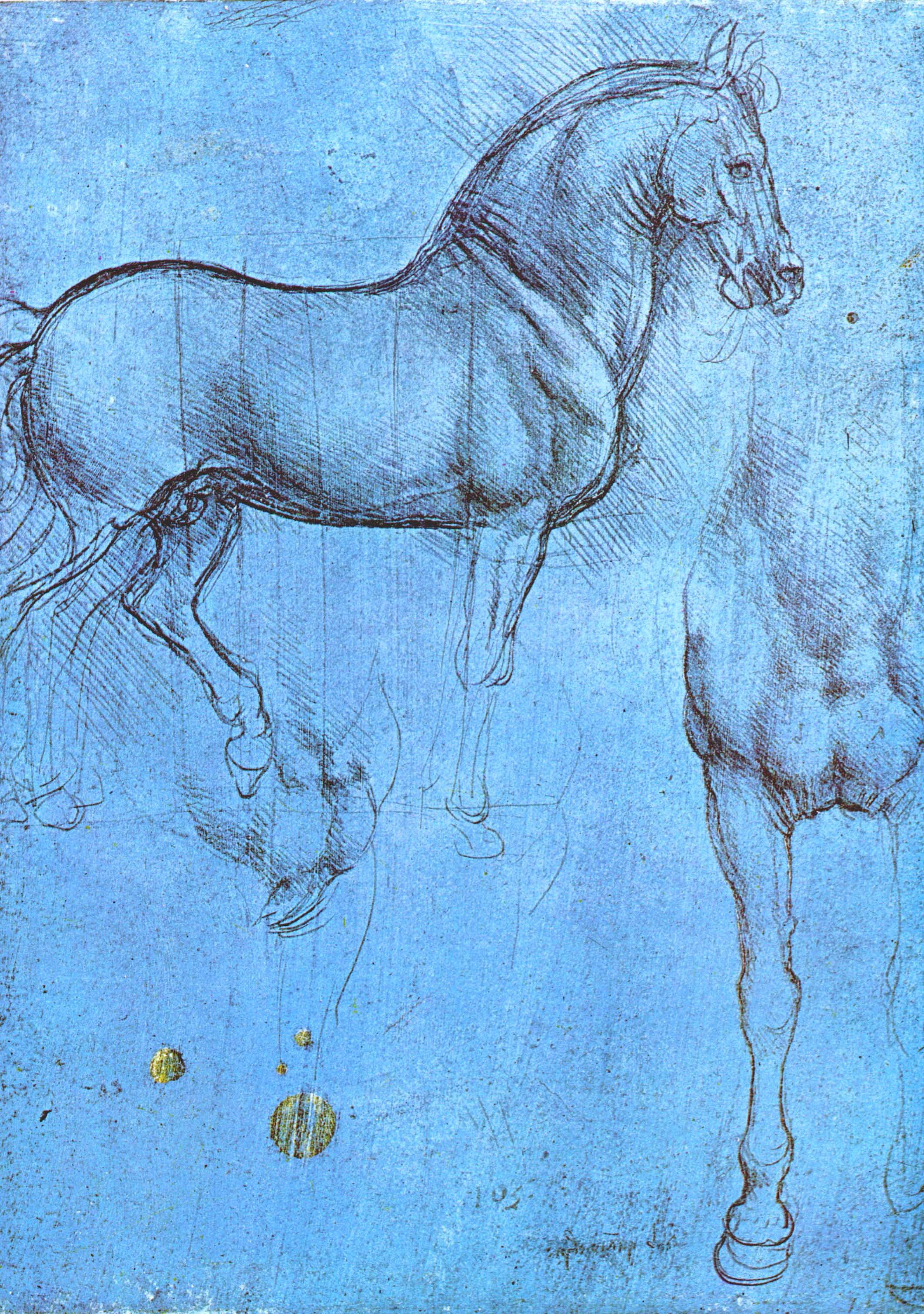 Леонардо да Винчи. Конь, грудь коня. Набросок к "Коню".