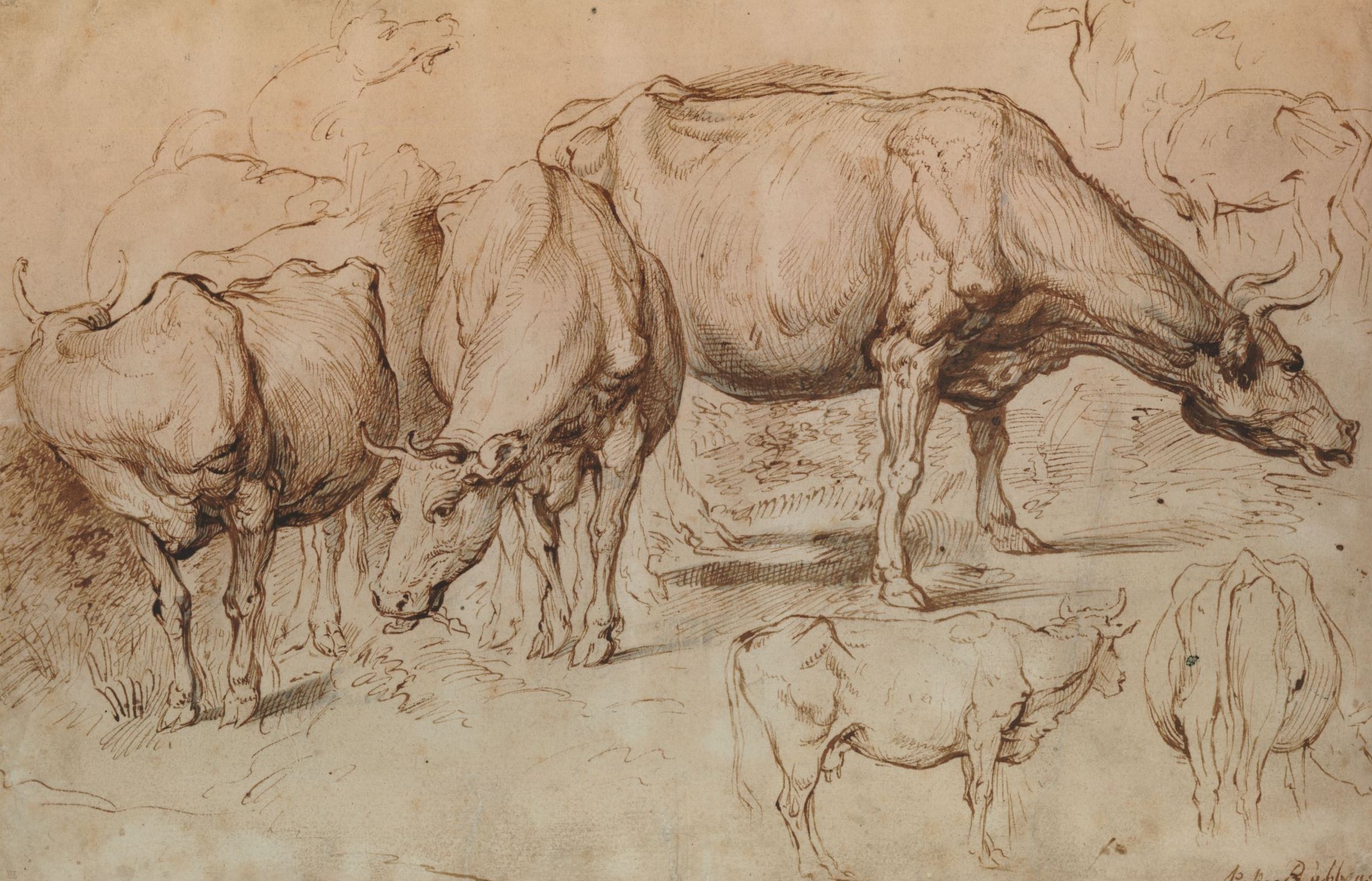 Питер Пауль Рубенс. "Коровы". Около 1618-1620. Британский музей, Лондон.