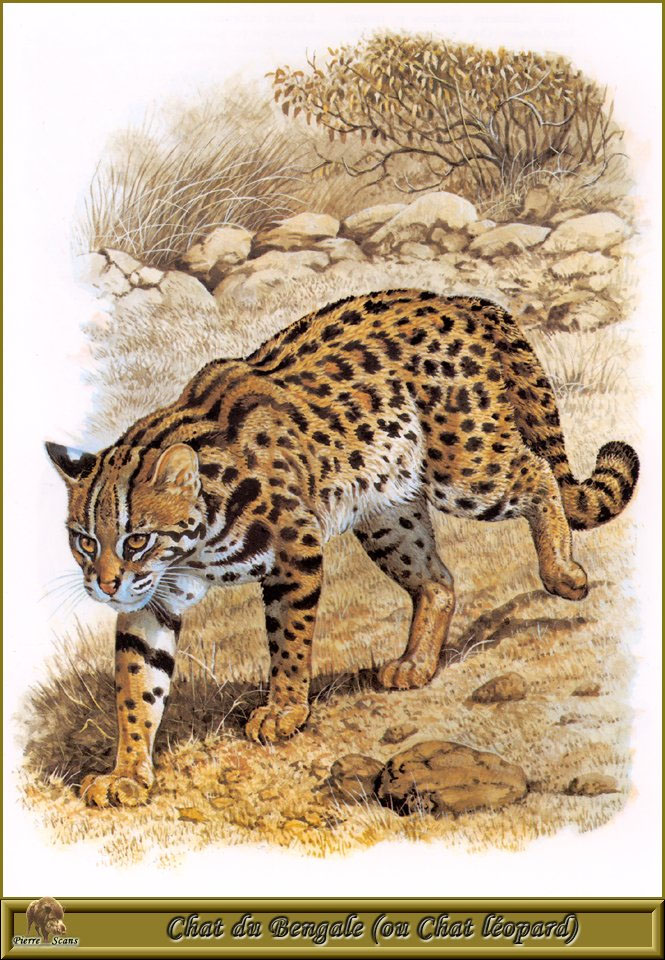 Роберт Даллет. "Бенгальская дикая кошка или леопард".