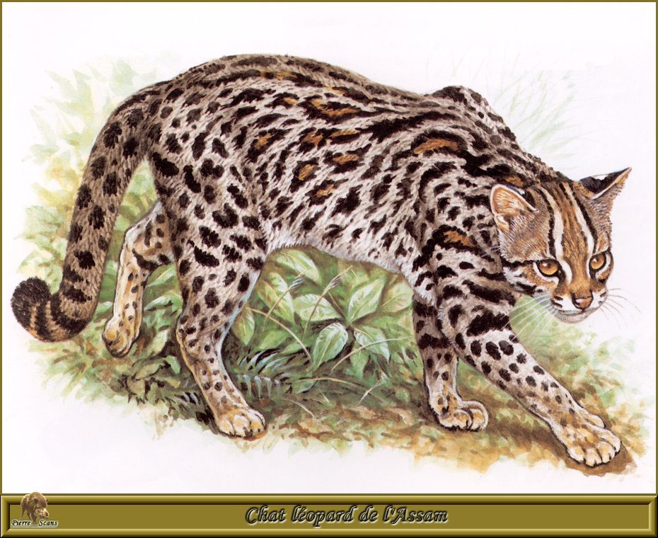 Роберт Даллет. "Дикая кошка-леопард из индийского штата Ассам".