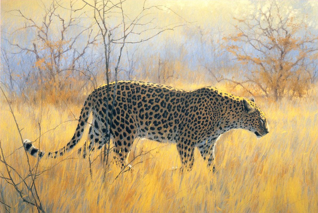 Ким Дональдсон. "Леопард зимним утром".