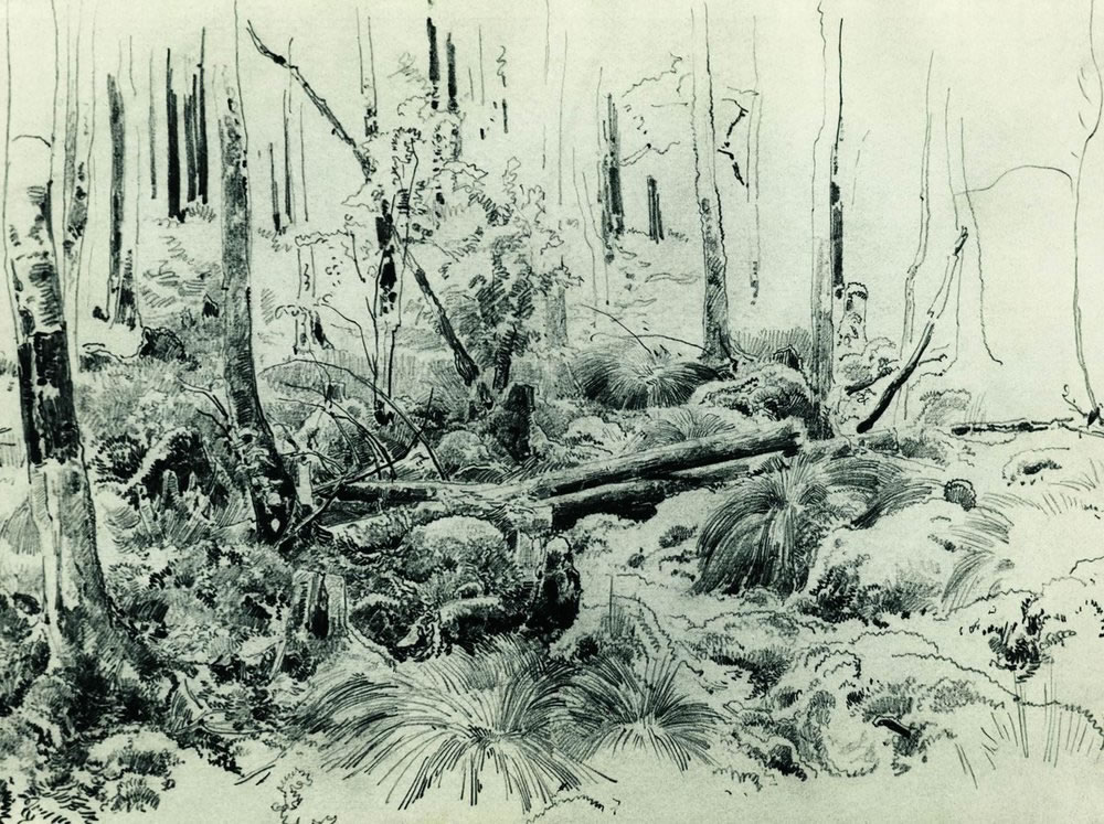 Иван Шишкин. В лесных зарослях. 1870-е.