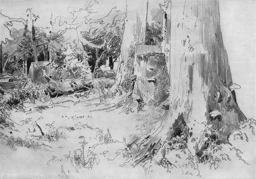 Иван Шишкин. Вырубленный лес. 1880-е.