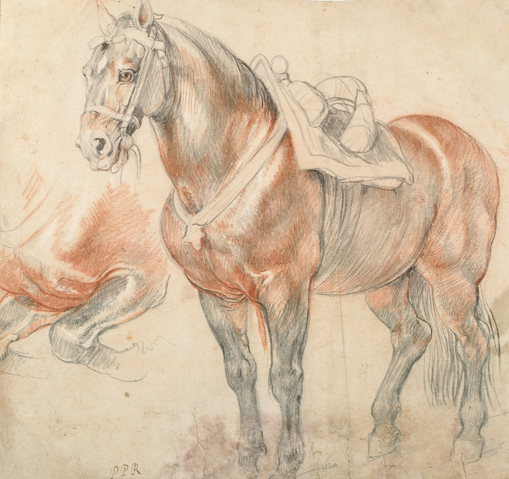 "Этюд лошади". 1615-1616. Альбертина, Вена.