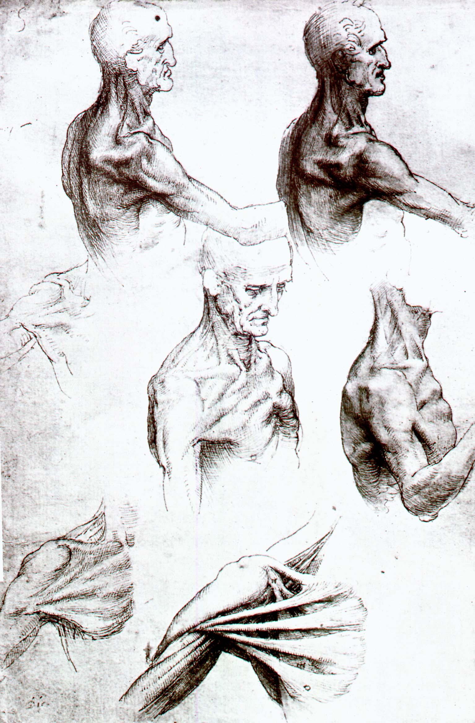 Леонардо да Винчи. "Плечевой пояс мужчины". Этюды. 1510.