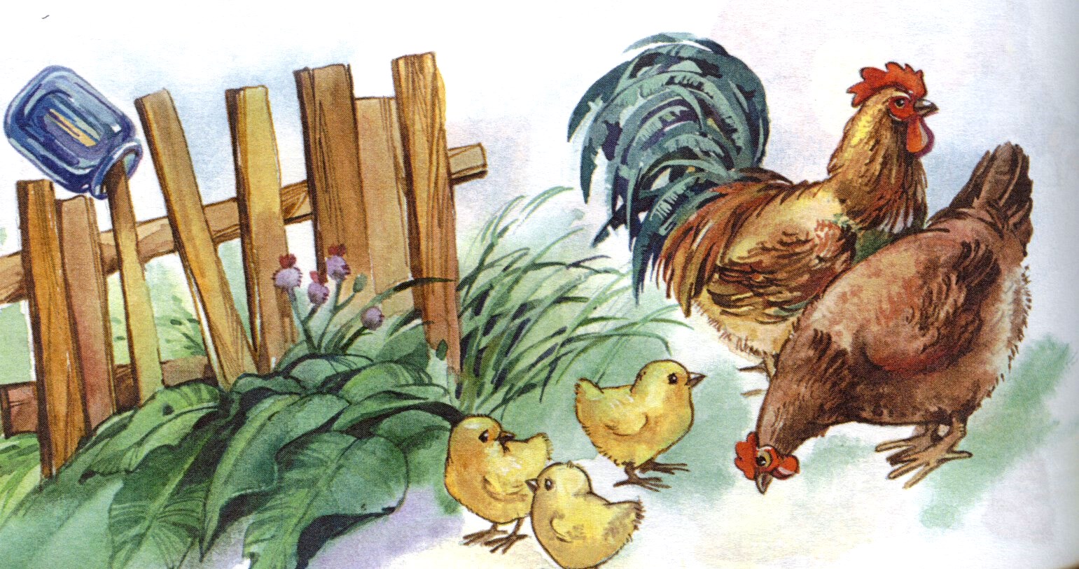 Читать здравствуй курица. Курочка клюет зернышки. Петух с цыплятами. Курица с цыплятами для детей. Петух и курица для детей.