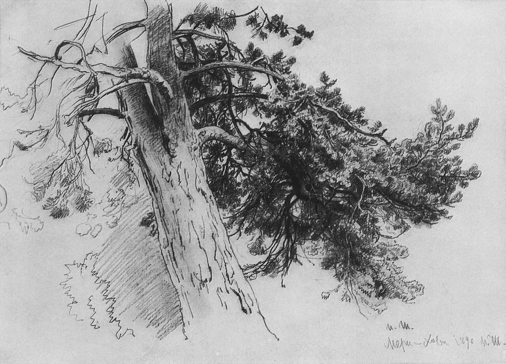 Иван Шишкин. Часть ствола сосны. Мери-Хови. 1890.