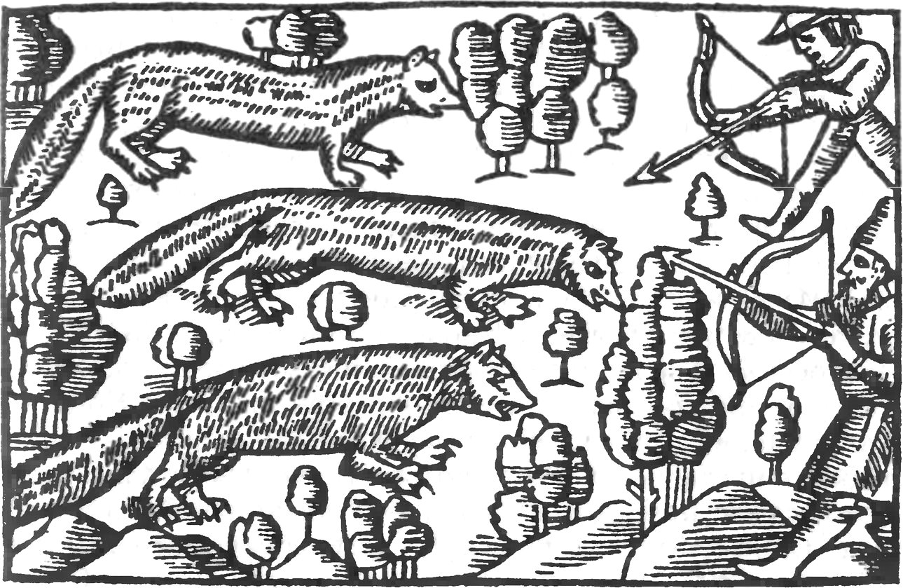 Сцена охоты на соболей. С гравюры Олауса Магнуса, XVI век.
